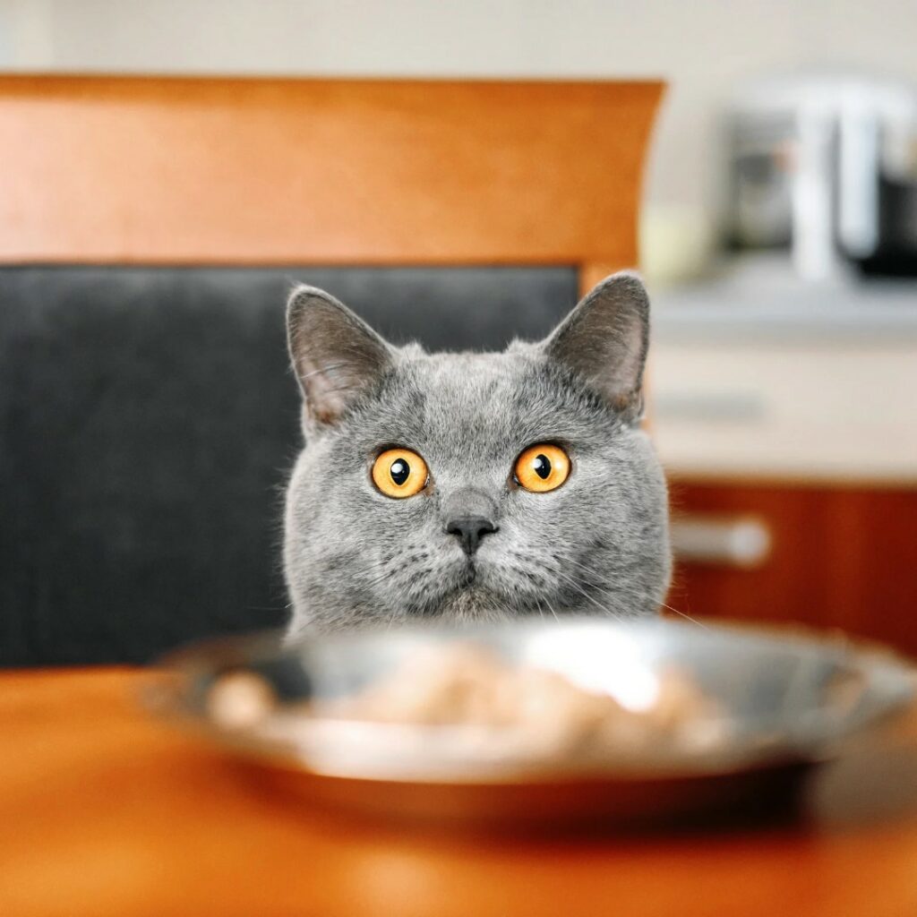 Eine graue Katze sieht auf den Tisch, auf dem ein Futternapf steht
