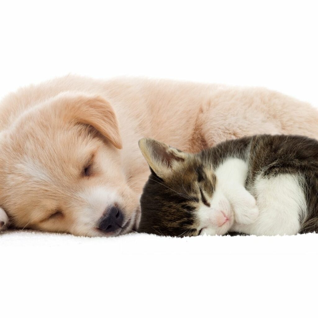Ein Welpe und ein Kitten liegen schlafend aneinander gekuschelt