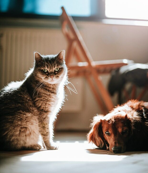 Hund und Katze liegen im Sonnenstrahl